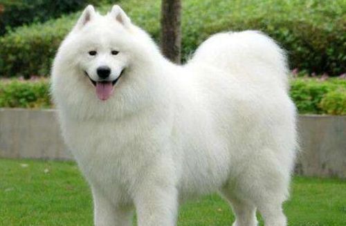 十大最好养的宠物狗排名 中国十大宠物狗排名