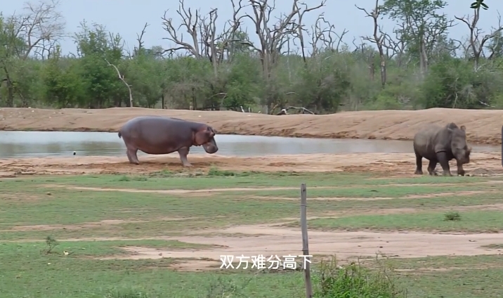 非洲动物界实力排名 