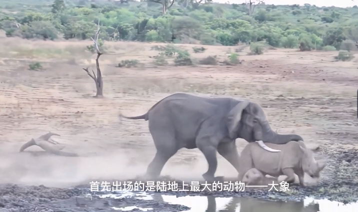 非洲动物界实力排名 