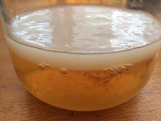 红茶菌的功效和具体泡法有哪些？