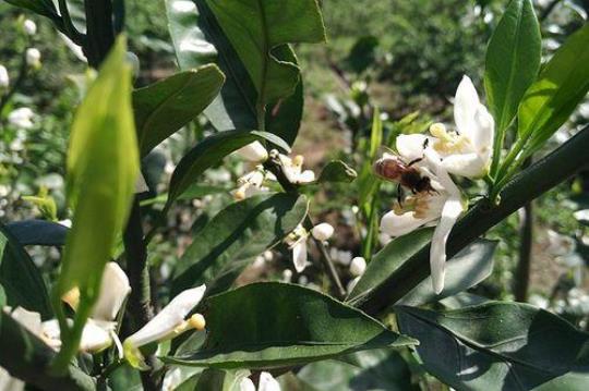 柑橘花蜂蜜的功效如何