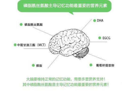 让大脑保持年轻的营养素！