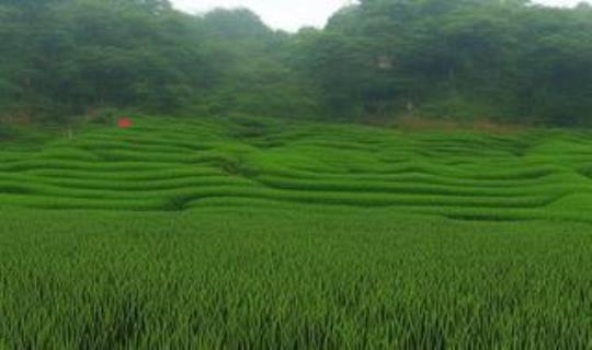 西湖龙井基地