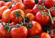 西红柿的营养价值  西红柿的功效与作用及营养价值